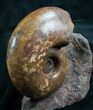 Lytoceras Ammonite From France - Polished #7822-3